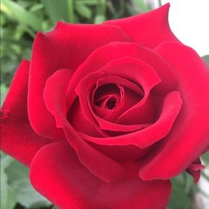 Meet your Posher, Lilia